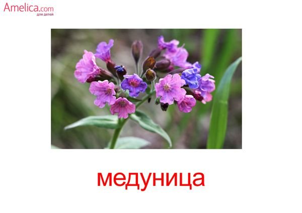 Одуванчик карточка для детей