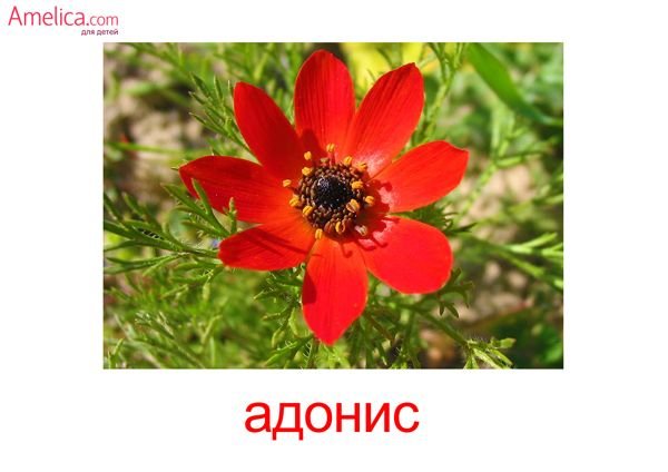 Карточки Домана садовые цветы