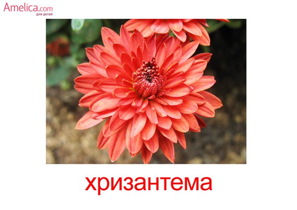 Карточки Домана "полевые цветы-травы"