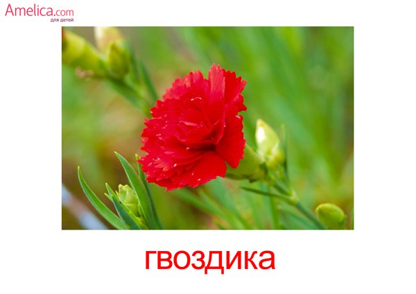 Картинки цветы  домана (67 фото)