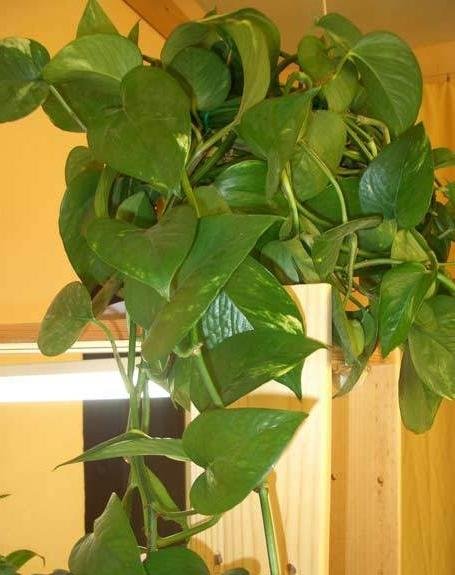 Эпипремнум кожистыми листьями