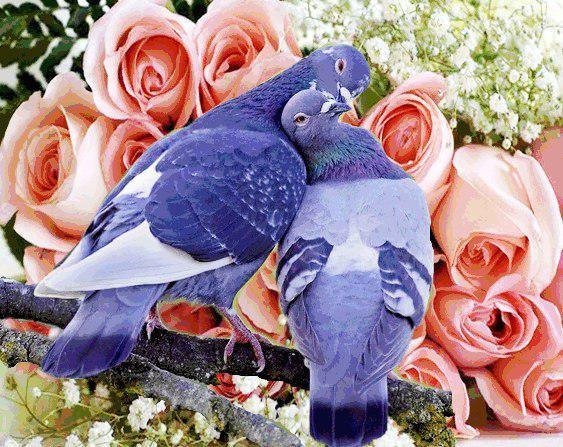Голубь с розой