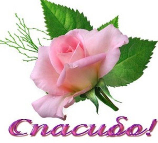 Спасибо цветы