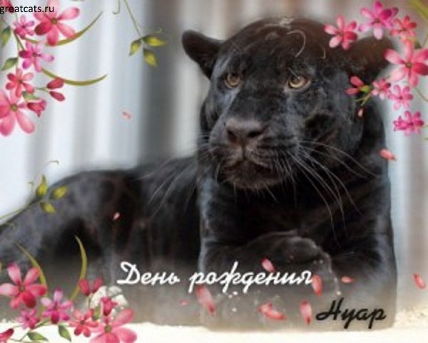 С днем рождения черная пантера