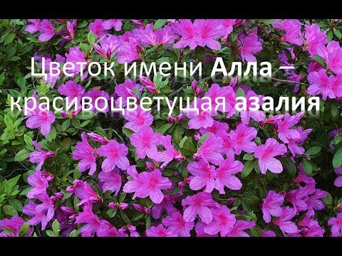 Цветок Аллы Азалия