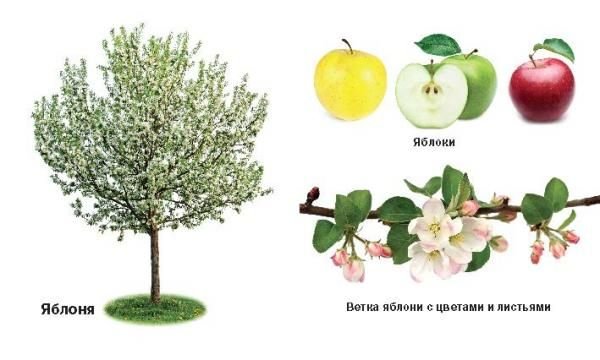 Плодовые деревья карточки