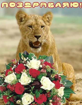 Кэрол Каваларис животные