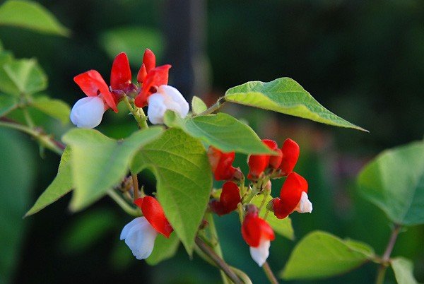 Фасоль огненно-красная (турецкие Бобы)