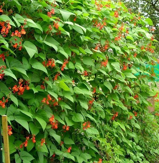 Лиана фасоль декоративная