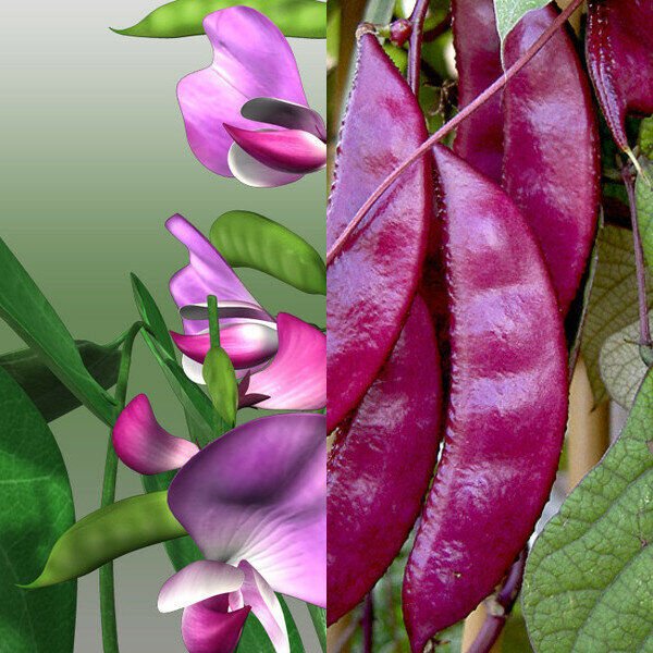 Гиацинтовые Бобы долихос