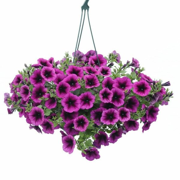 Петуния Гарден Бьюти