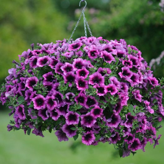 Петуния мелкоцветковая ампельная