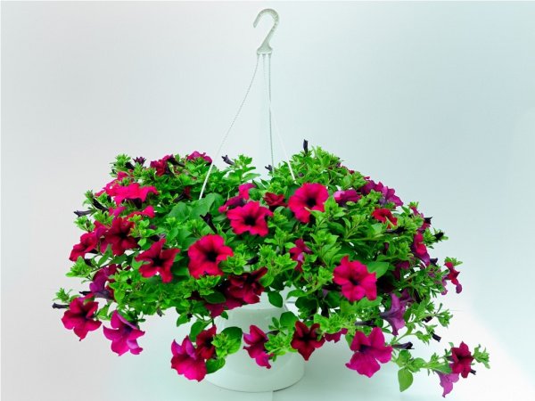 Калибрахоа ампельная