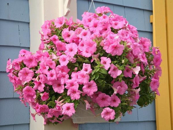 Петуния ампельная