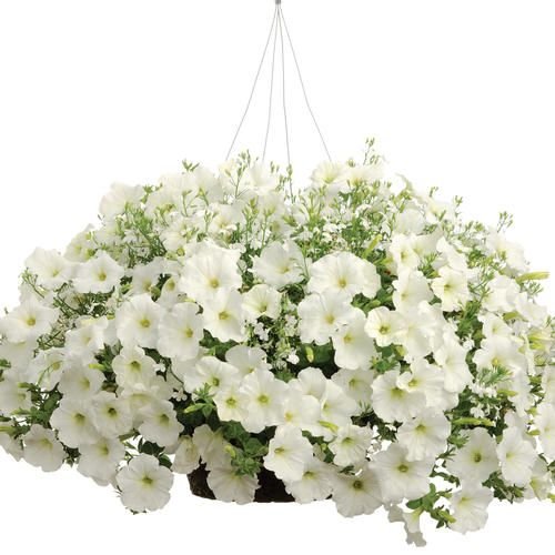 Петуния ампельная Парпл вельвет f1