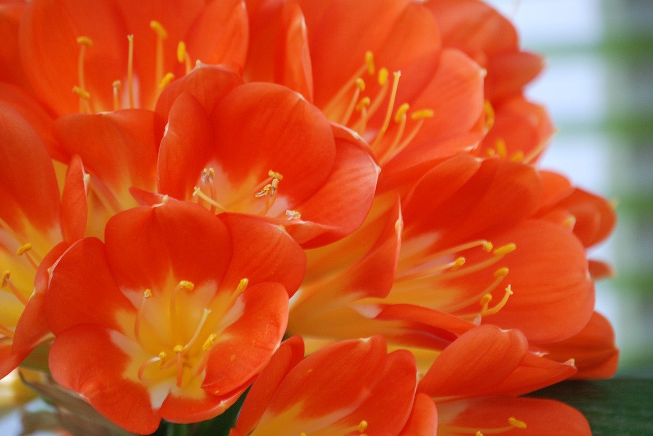 Оранжевые цветы - фото и картинки цветов