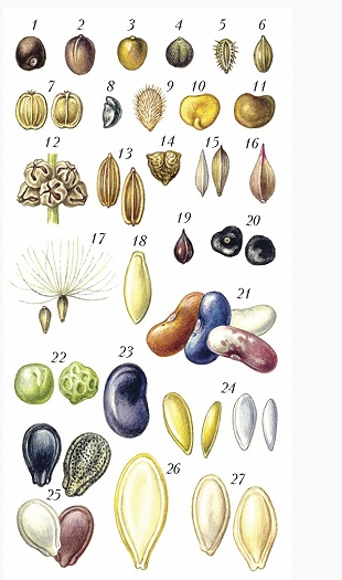 Название плодов деревьев