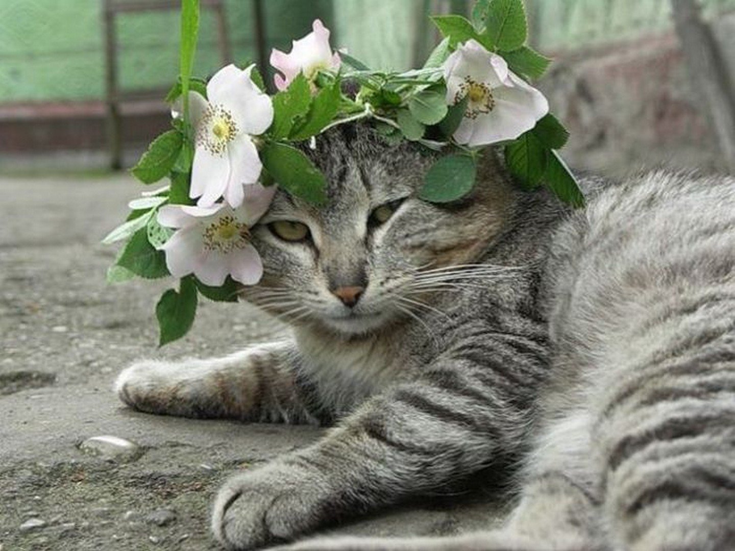 Цветы и котики | Пикабу