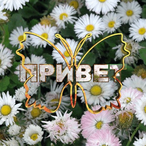 Цветочки для Светочки