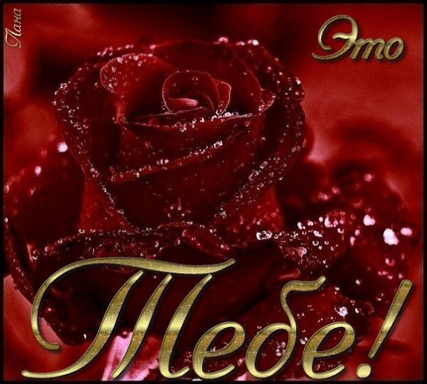 Самая красивая роза для Светланы