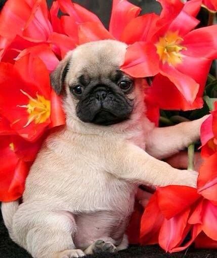 Мопсики весной