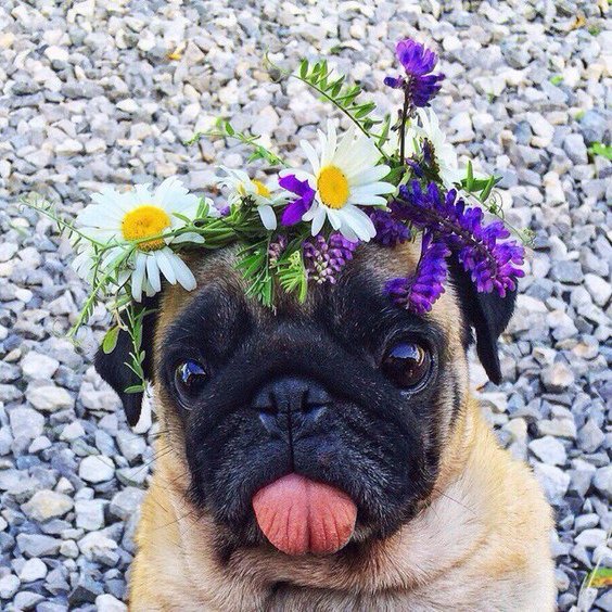 Собака в цветах