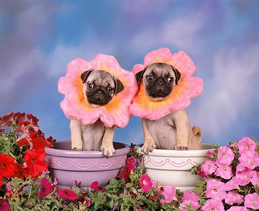Мопс с цветами