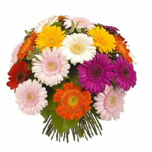 Гербера мини Дельмонте