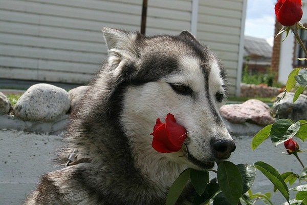 Хаски с цветком в зубах