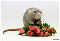 С днем рождения крыса
