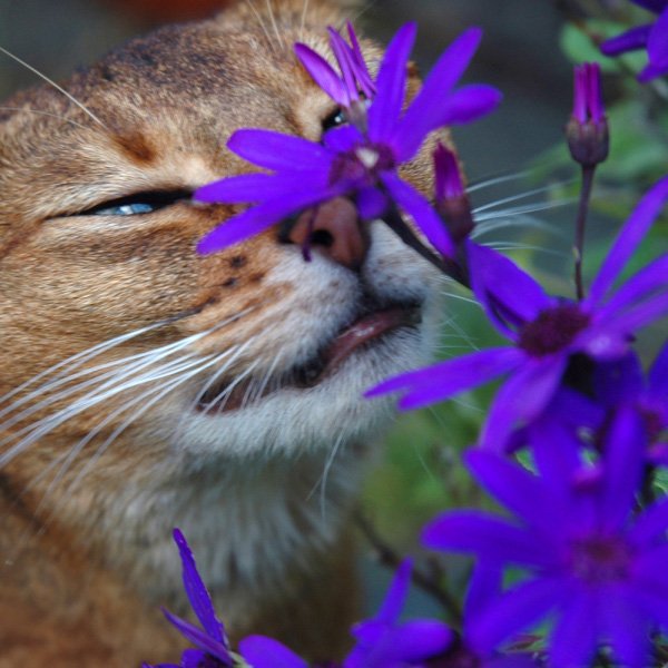 Кошка нюхает