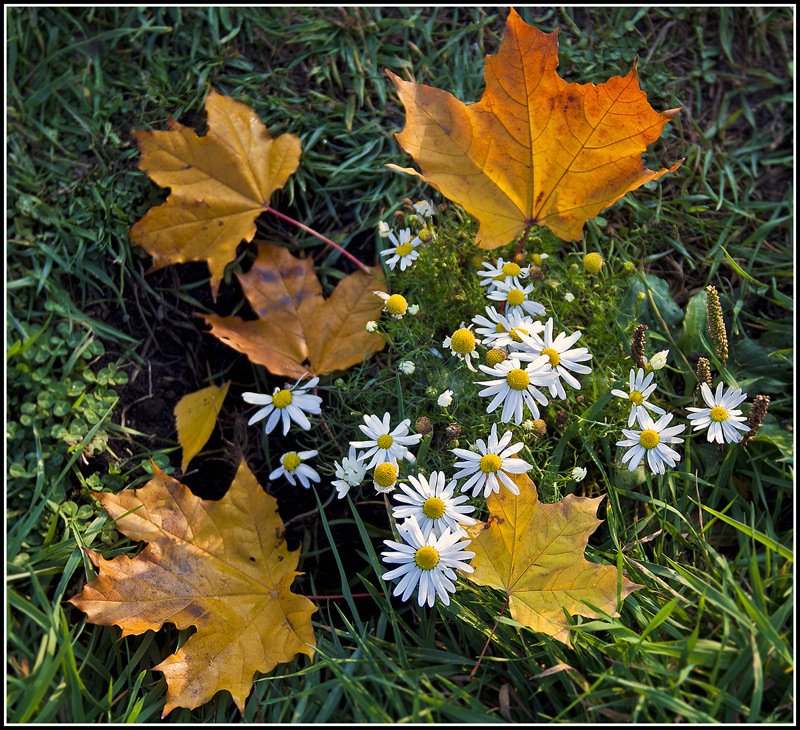 Осенние цветы листья. Осенние цветы. Осенние цветы в лесу. Tctyybt wtns. Осенние ромашки.
