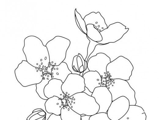 Цветок яблони раскраска