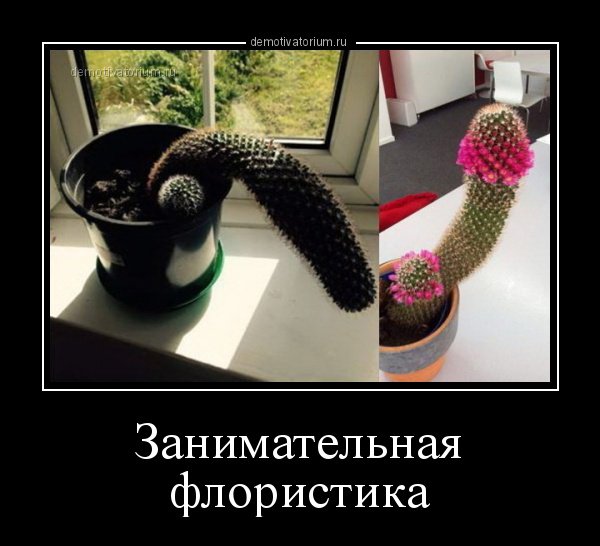 Шутки про флористов