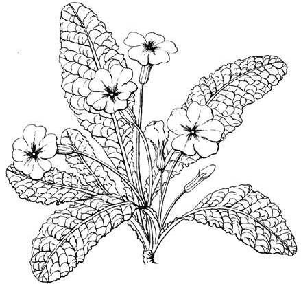 Примула цветок многолетний