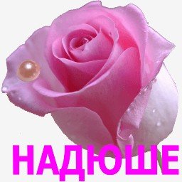 Цветочки для Надюшки