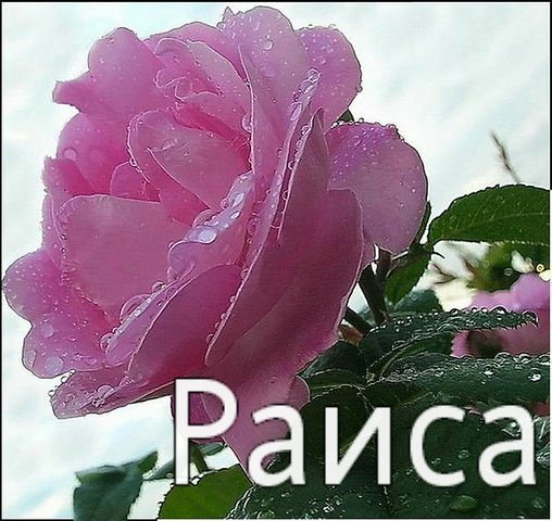 Поздравления с днём рождения Раисе