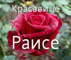 Цветы для Раисы