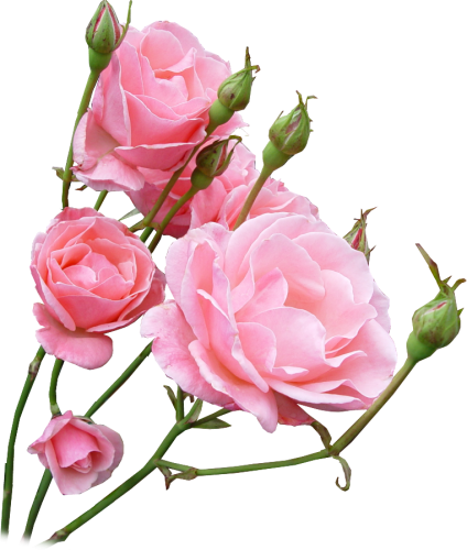 Нежные розы для тебя