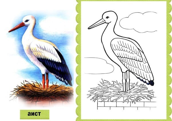 Аист весной