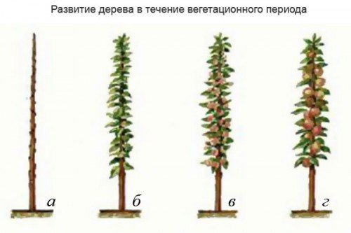 Колоновидная яблоня схема обрезки