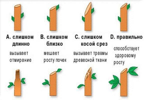 Обрезка колоновидного абрикоса схема