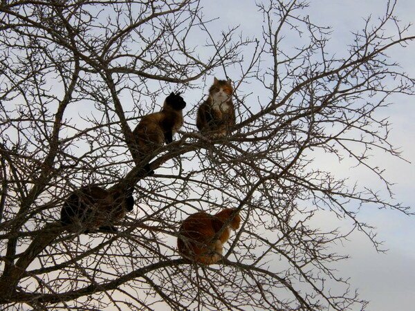 Коты прилетели