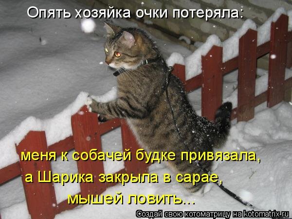 Скоро март коты