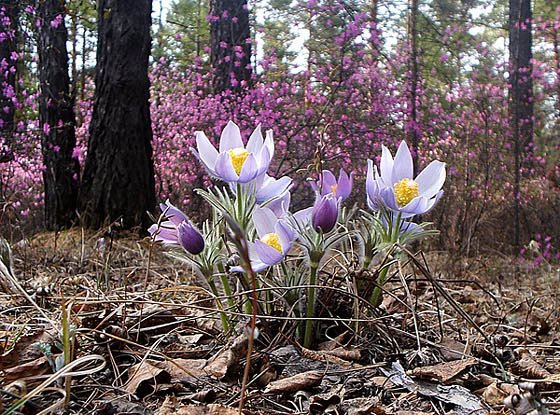 Ургуй Забайкальский Подснежник