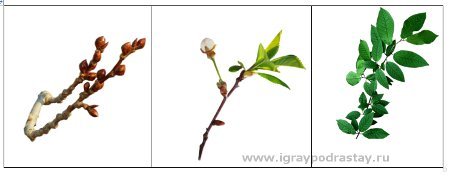 Весенние листья