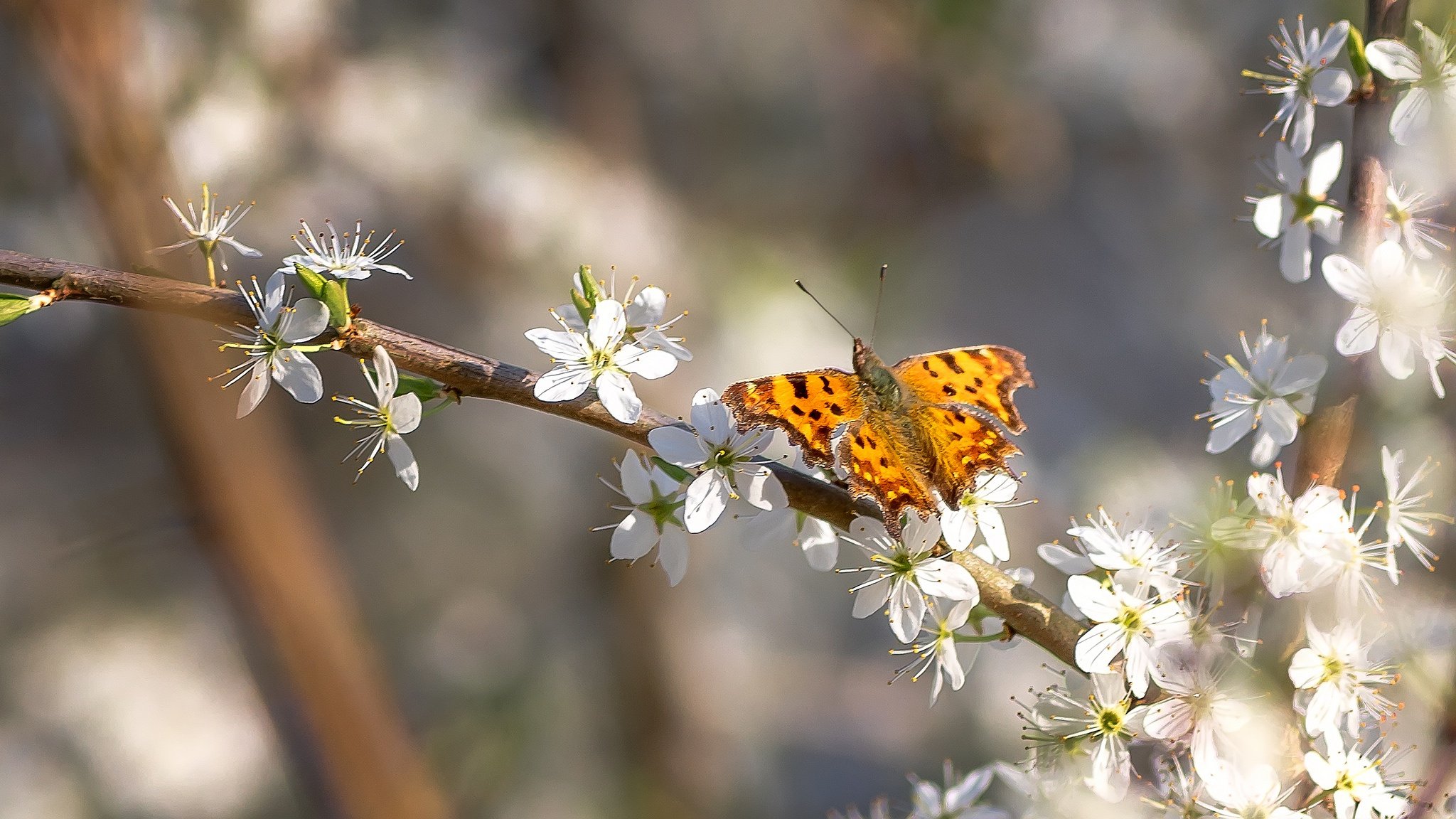 Живая природа летом 2 класс. Насекомые весной. Бабочки ранней весной. Весенние бабочки.