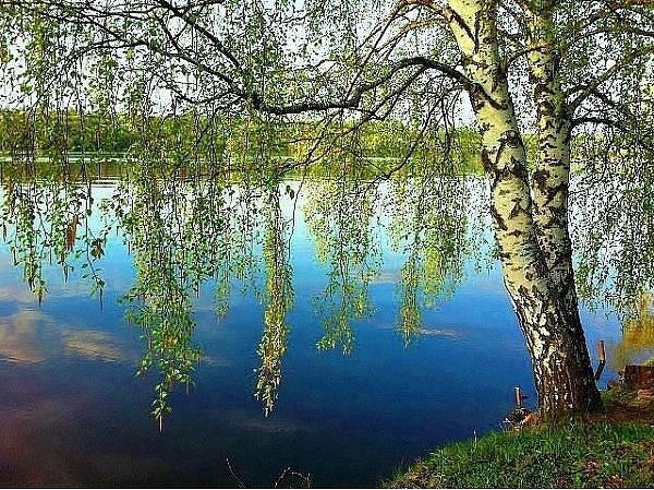 Береза повислая над рекой