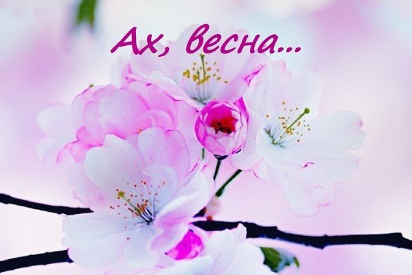 Первоцветы в снегу