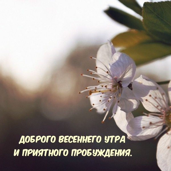 С добрым весенним утром